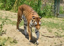 gorgeous beauty Tiger Zoo