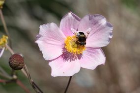 closeup view of striking Bee on Flower