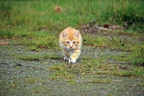 young ginger Cat Sneaking Up