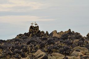 gulls on the rocks