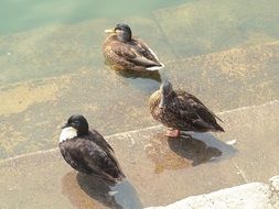 three ducks on the water ladder