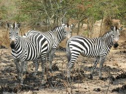 zebras in a national park in uganda