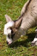 grazing goatling