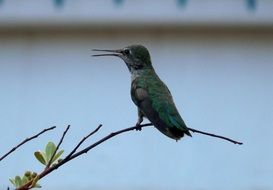 bird with long beak