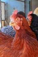 chicken farm closeup