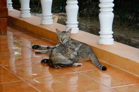 relaxing mother cat with her babies