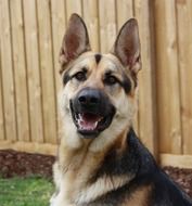 portrait of German Shepherd dog and fence