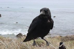 Black Raven near the water
