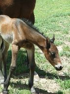 Filly, Newborn Bay Horse