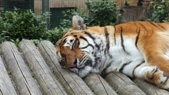 resting tiger in the zoo