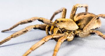 pale yellow spider on a white background