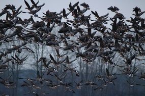 Wild Goose flock