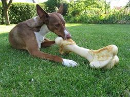 a greyhound dog with a big bone