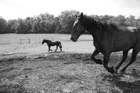 Black and white photo of horses on the meadow