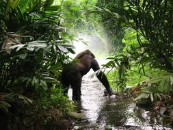 gorilla in a pond in a jungle