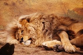 lion lying on the ground