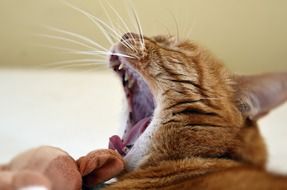 close up view of yawning Red Cat head