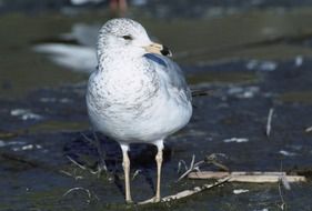 Beautiful and colorful Californian seagull stands on the water