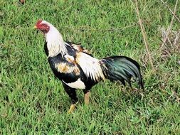 cock on the backyard