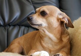 little redhead chihuahua