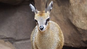 Klipspringer Antelope