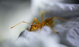 closeup of a red ant on the white background