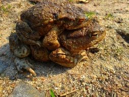 mating of two toads in the wild