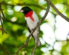 rose-breasted grosbeak on a tree close up