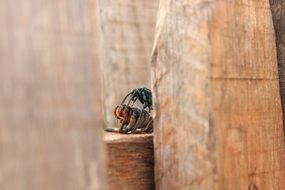 insect with its prey