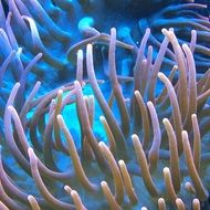 Anemone in the beautiful and colorful aquarium