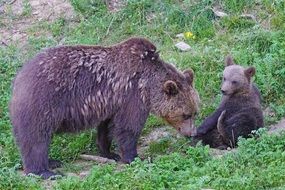 brown bear with cub in the wild