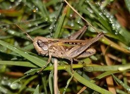 wet grasshopper after rain