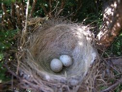 Eggs in bird's nest