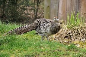 pheasant in a zoo