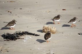 Colorful Birds on a sandy beach
