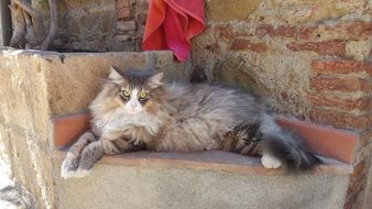 incredibly fluffy cat