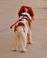 rear view of the Cavalier King Charles Spaniel