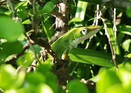 Lizard Camouflage