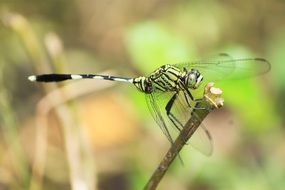 Dragonfly Kebo closeup