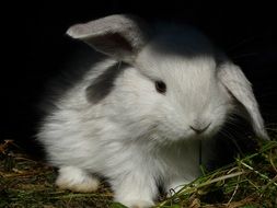 white little rabbit in a cage