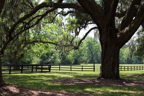 Pasture for the horses