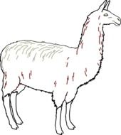 black and white drawing of a llama