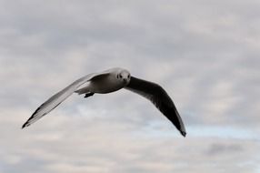 soaring seagull in the cloudy sky