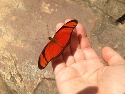 Red and black butterfly on the hand