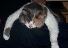 sleeping cat on a chair close-up