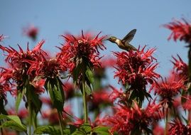 wild Hummingbird and red Wild Flowers