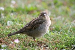 lovely Sparrow