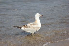 gull in the water on the Baltic Sea