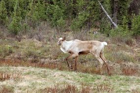 reindeer in the wild