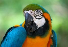 portrait of a bright tropical parrot